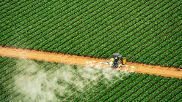 Best Termite Control Services  in Manteo, NC