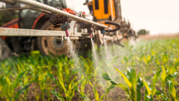 Best Ant Control Services  in Manteo, NC